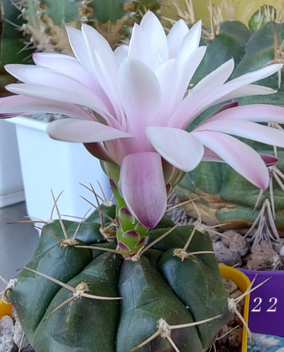 Gymnocalycium Damsii v.multiproliferum