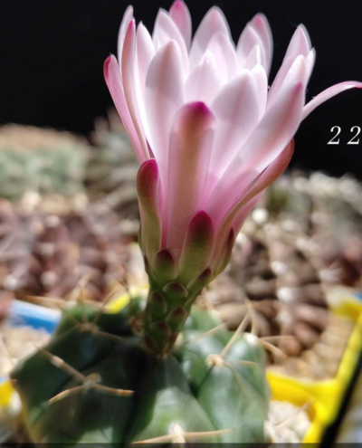 Gymnocalycium Damsii v.multiproliferum - Зображення 2