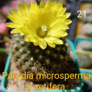 Parodia microsperma v.setifera