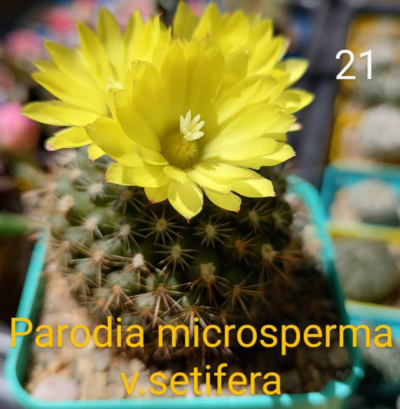 Parodia microsperma v.setifera