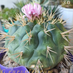 Gymnocalycium eurypleurum