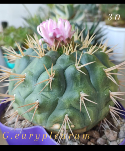 Gymnocalycium eurypleurum
