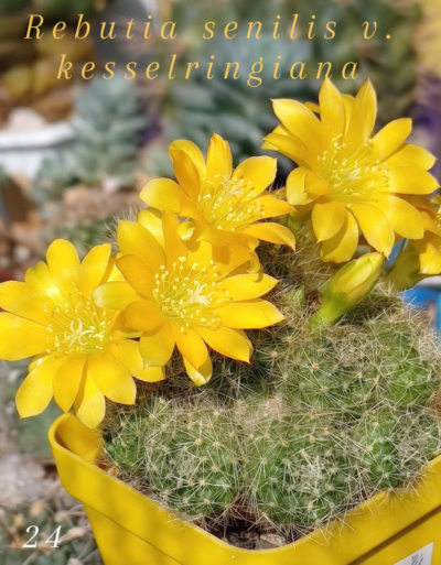 Rebutia senilis v.kesselringiana