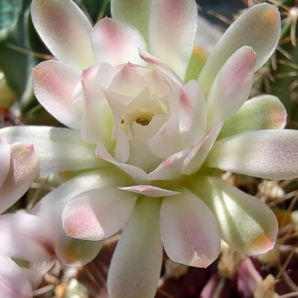 Gymnocalycium Friedrichii hybrid