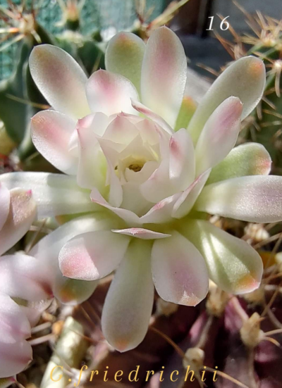 Gymnocalycium Friedrichii hybrid