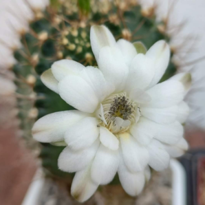Gymnocalycium anisitsii