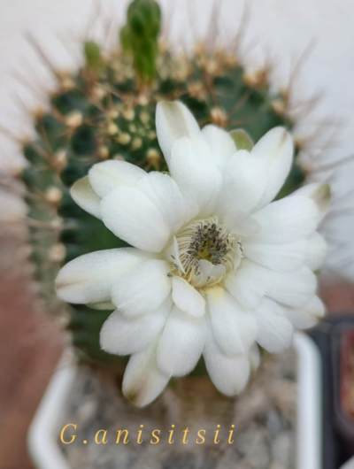 Gymnocalycium anisitsii