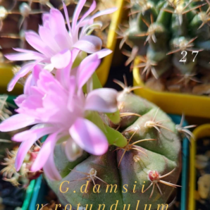 Gymnocalycium Damsii v.rotundulum