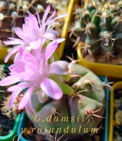 Gymnocalycium Damsii v.rotundulum - Зображення 2