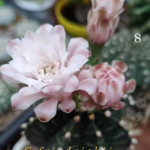 Gymnocalycium Friedrichii ssp.stenopleurum