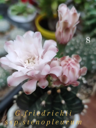Gymnocalycium Friedrichii ssp.stenopleurum