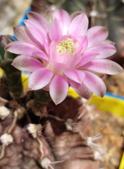 Gymnocalycium Friedrichii hybrid - Зображення 2