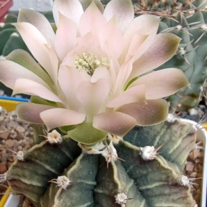 Gymnocalycium Friedrichii hybrid