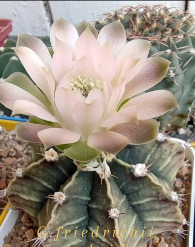 Gymnocalycium Friedrichii hybrid