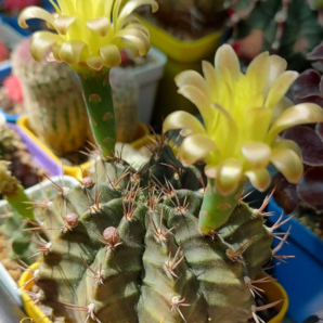 Gymnocalycium Mihanovichii v.stenogonum