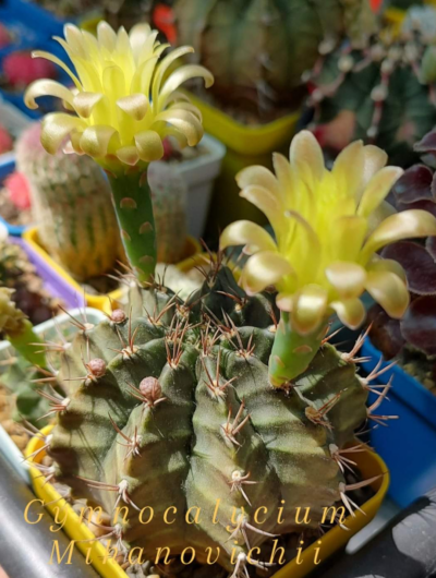 Gymnocalycium Mihanovichii v.stenogonum