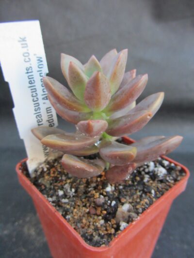 Graptosedum alpenglow