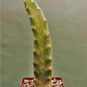 senecio-butleri-2
