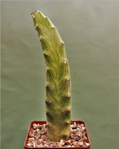 senecio-butleri-2