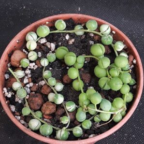 Senecio mix (rowleyanus + var.)
