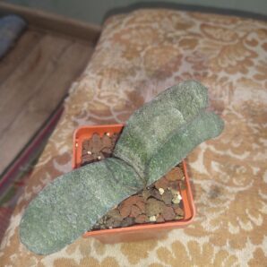 Gasteria batesiana cv.Barberton