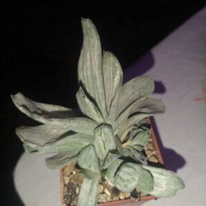 Gasteria brachyphylla cv. White streaks