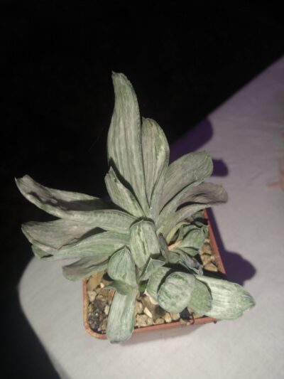 Gasteria brachyphylla cv. White streaks