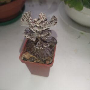 Kalanchoe rhombopilosa