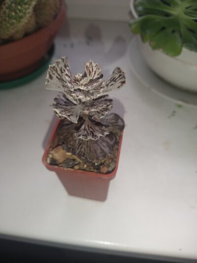 Kalanchoe rhombopilosa