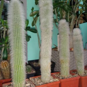 Cleistocactus strausii