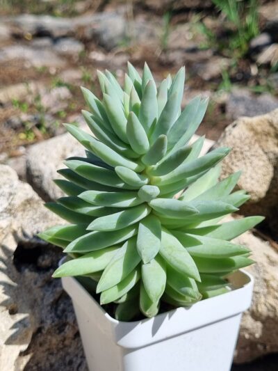 Echeveria - Зображення 2