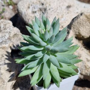 Echeveria