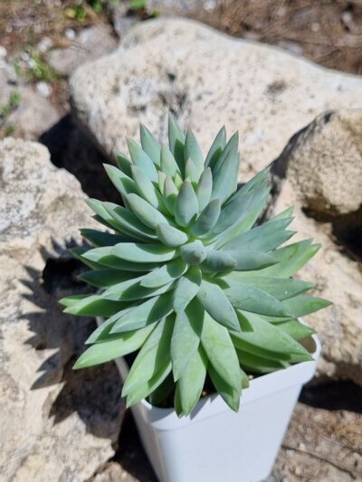 Echeveria