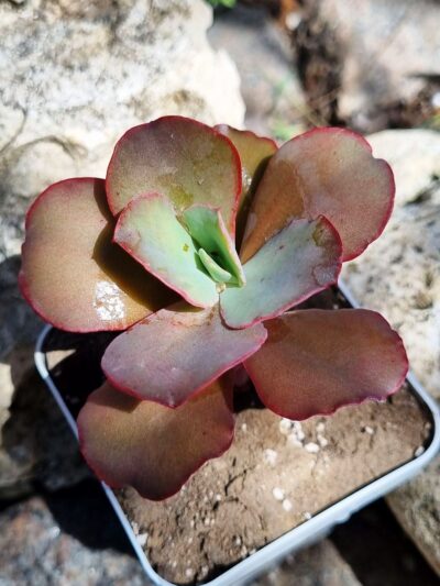 Echeveria Crinoline Ruffles - Зображення 2