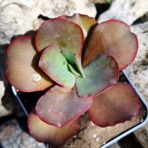Echeveria Crinoline Ruffles