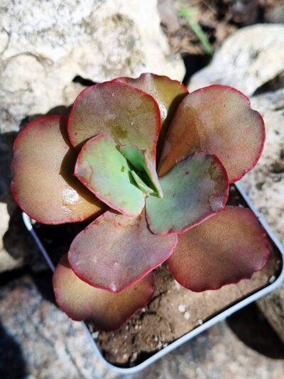 Echeveria Crinoline Ruffles