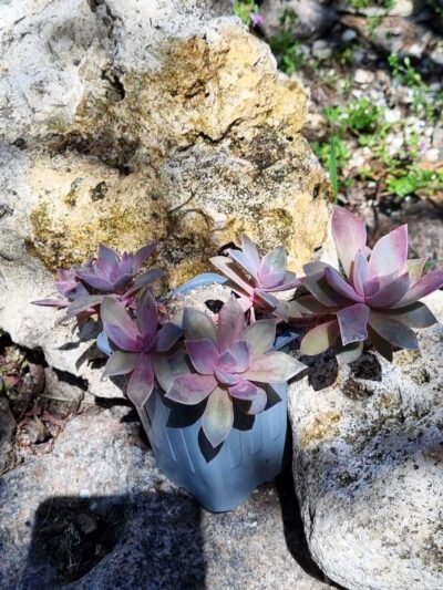 Graptoveria - Зображення 2