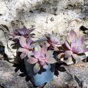 Graptoveria