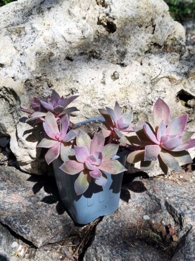 Graptoveria