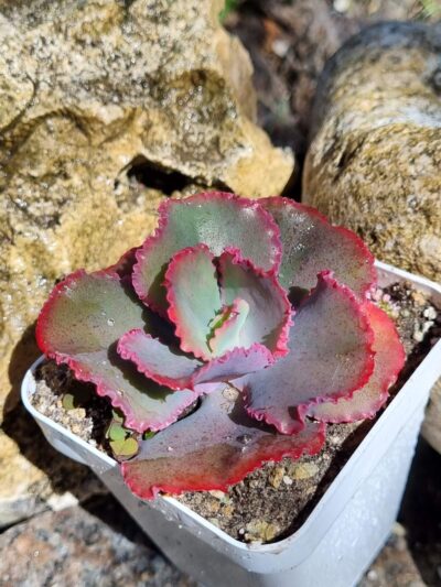 Echeveria Gibbiflora Holland
