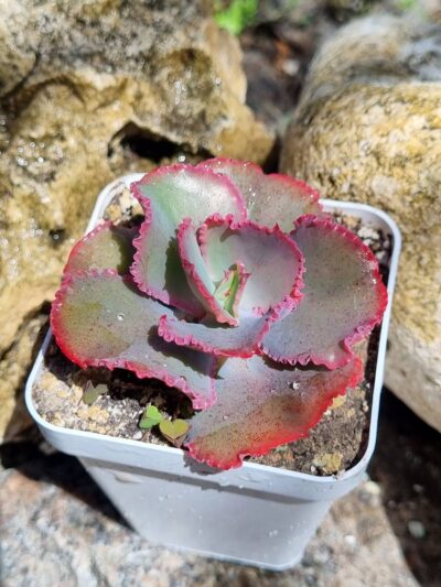 Echeveria Gibbiflora Holland - Зображення 2