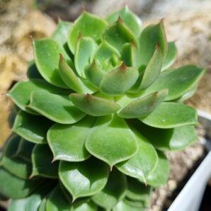 Echeveria Ramilette
