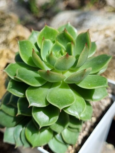 Echeveria Ramilette