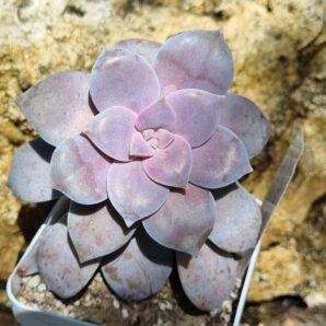 Graptopetalum Superbum