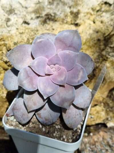 Graptopetalum Superbum