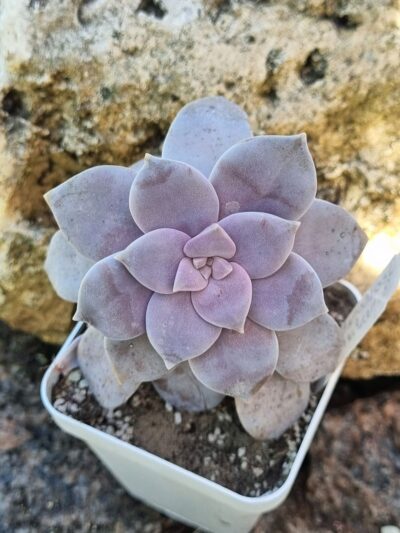 Graptopetalum Superbum - Зображення 2