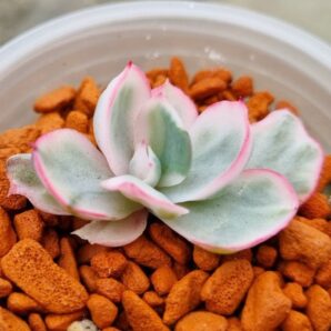 Echeveria "BERKELEY LIGHT" variegated