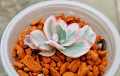Echeveria "BERKELEY LIGHT" variegated