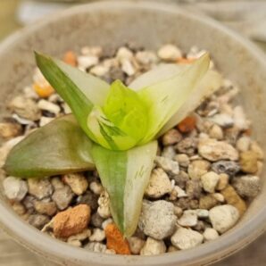 HAWORTHIA "CYMBIFORMIS" var.