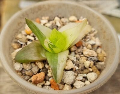 HAWORTHIA "CYMBIFORMIS" var.